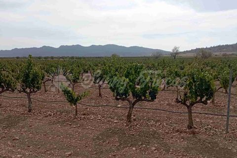 Finca i Yecla, Murcia, Yecla - € 350.000 | Ref: SF0507 - foto 24